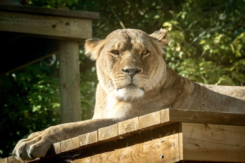 Lion at Newquay Zoo in Cornwall