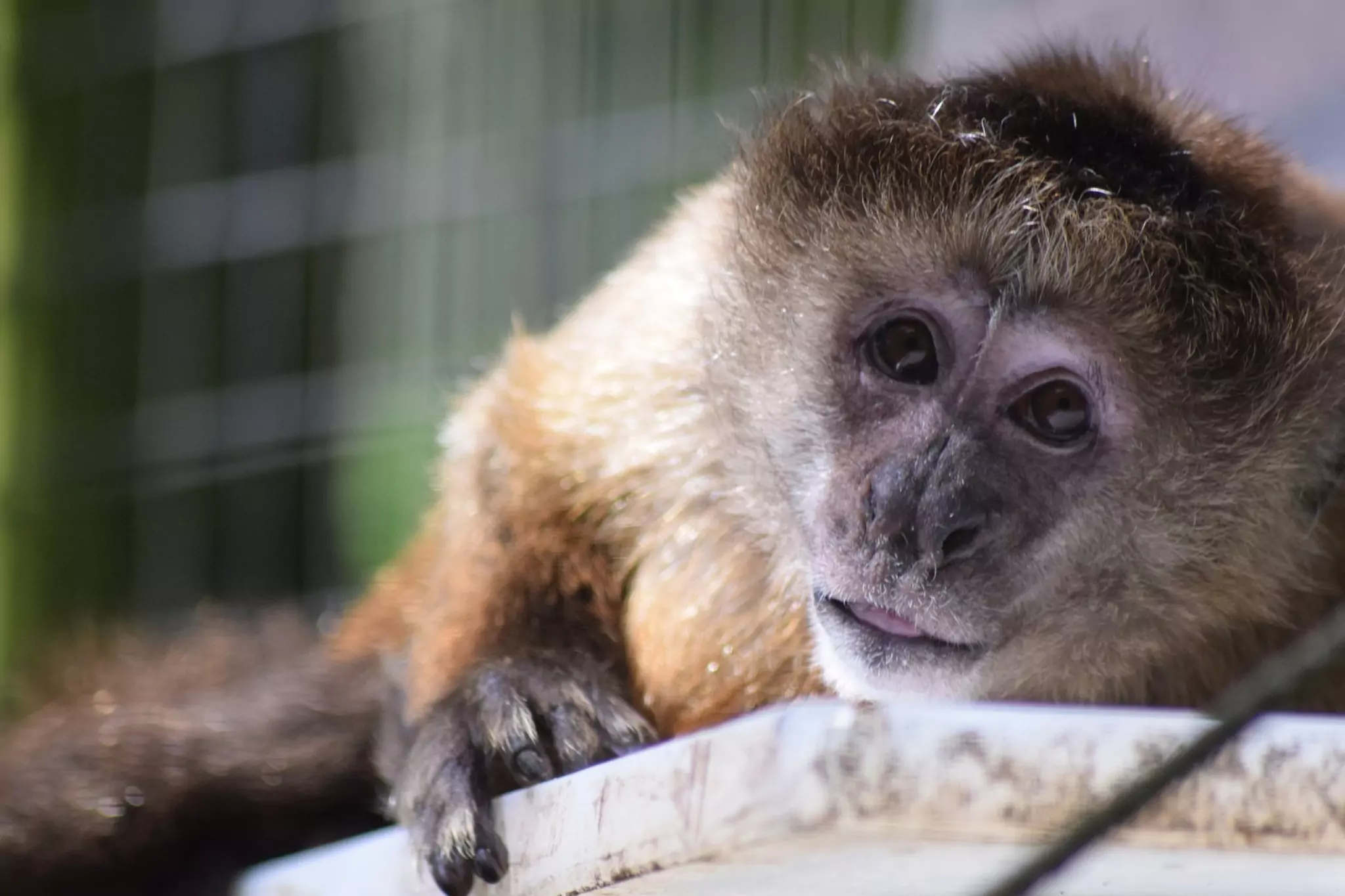A Monkey at Wild Future Monkey Zoo in Cornwall