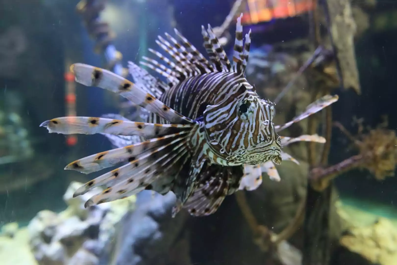A fish at the blue reef aquarium