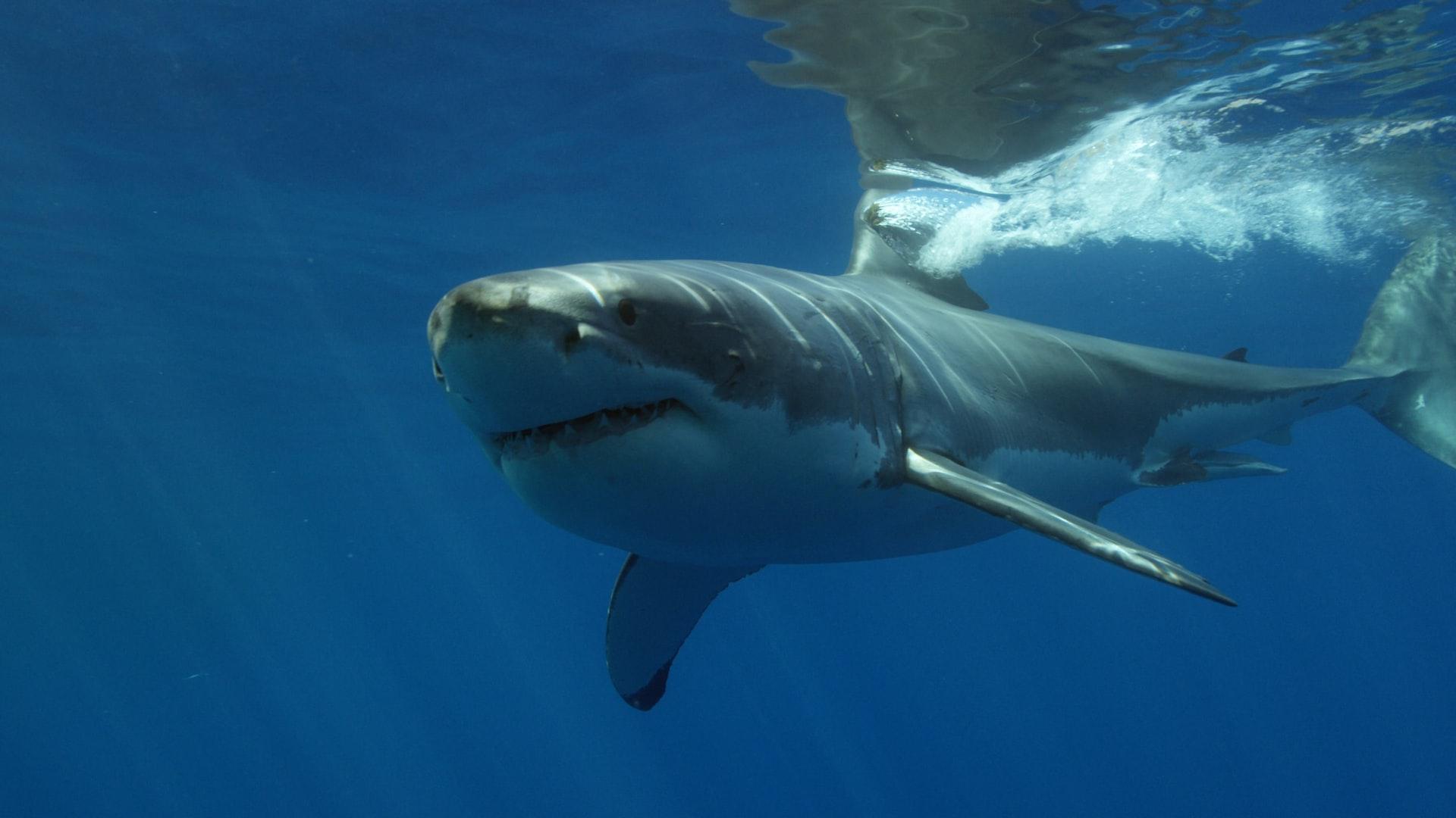 great white shark in cornwall