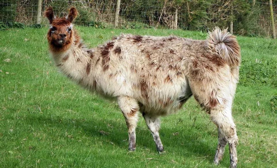 Llama at Llama Land Cornwall