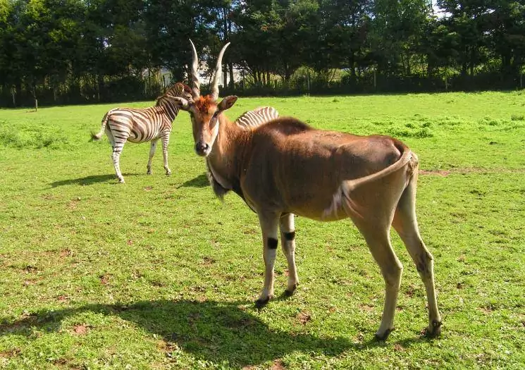 Animals in a field at Porfell Wildlife Park