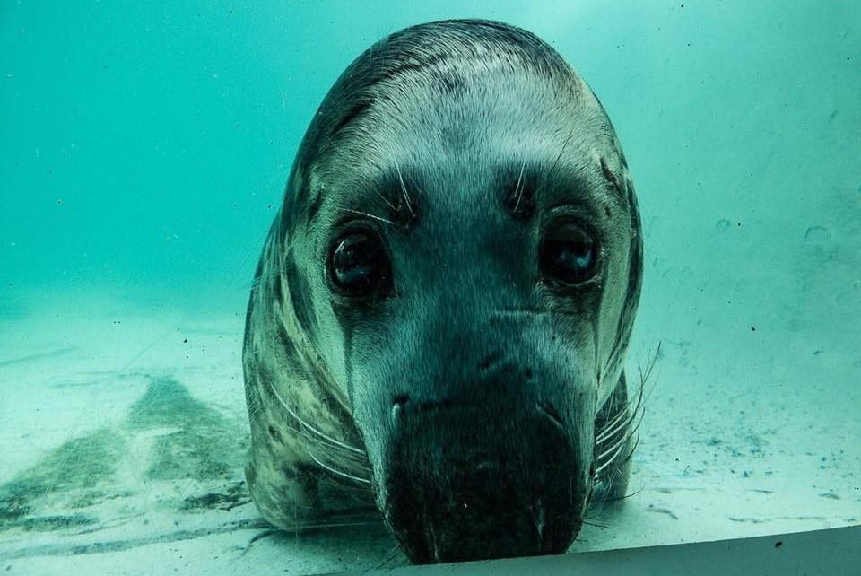 A Seal in a tank at the Cornish Seal Sanctuary