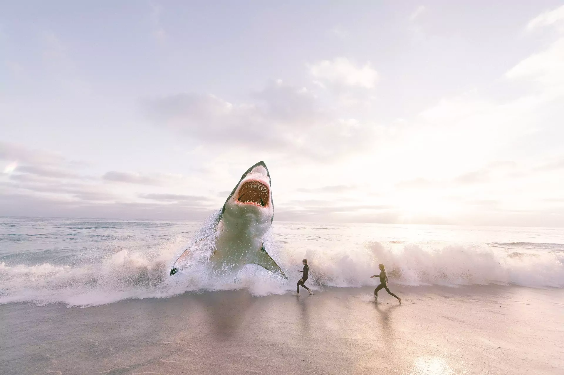 sharks on cornwall beach