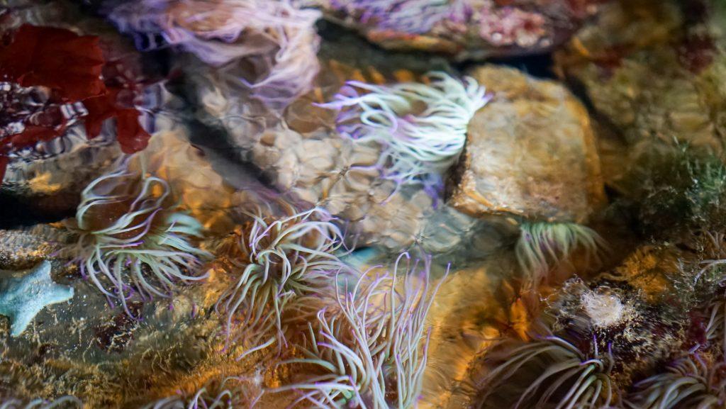 coral at blue reef aqaurium