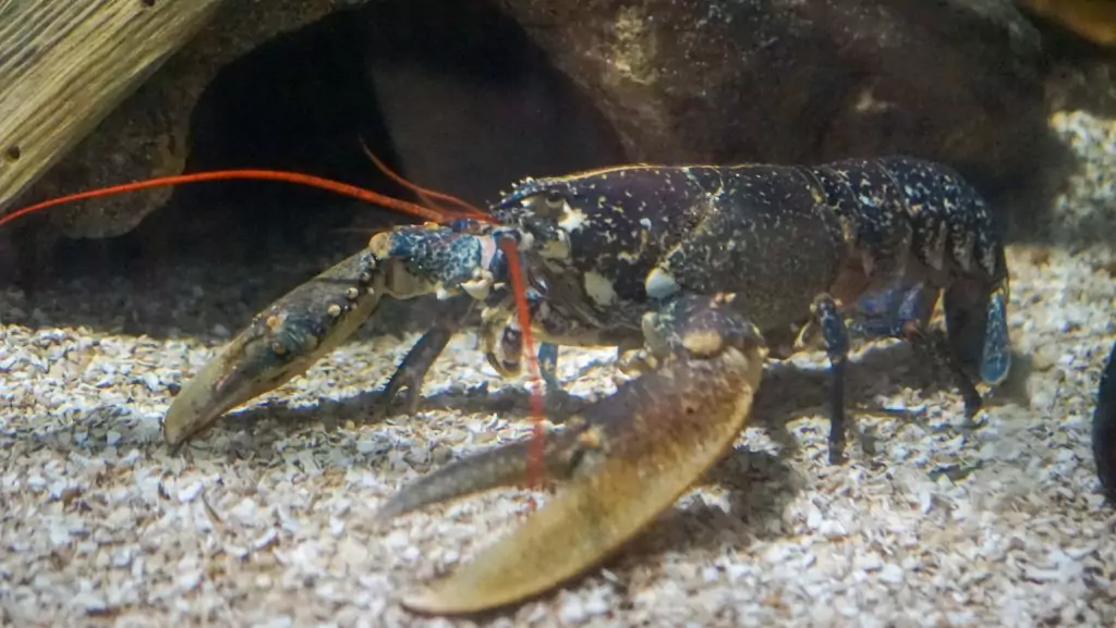 lobster at blue reef aqaurium