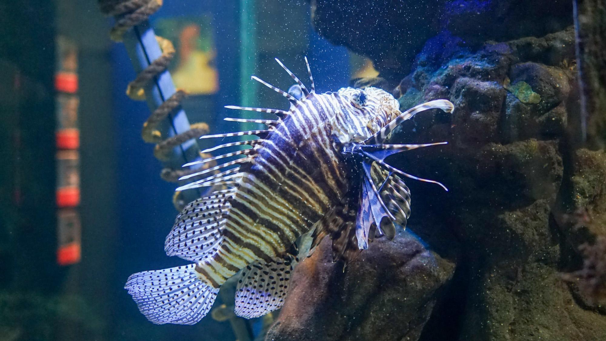 a fish in Blue reef aquarium newquay
