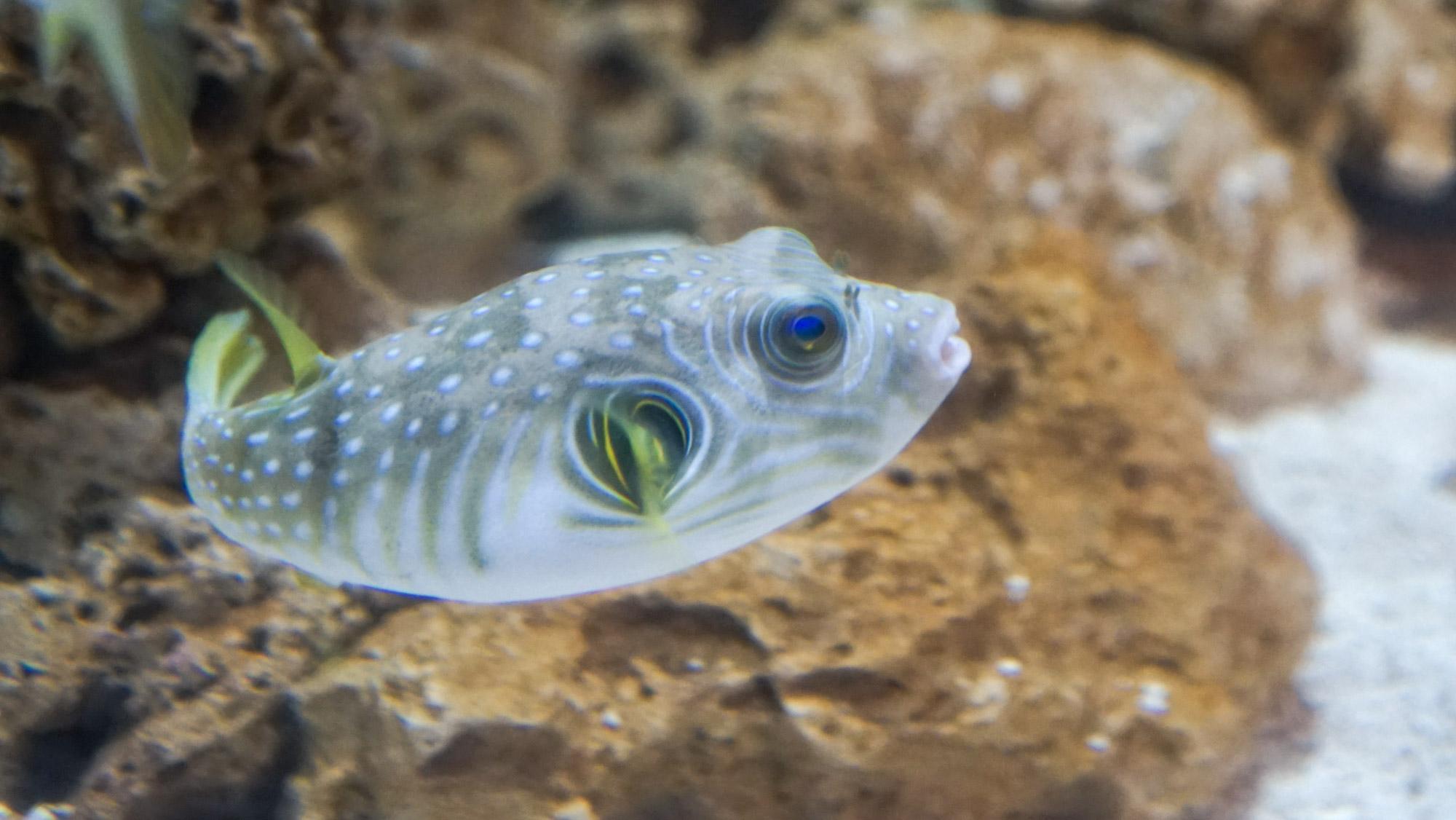 Chunky fish at blue reef aqaurium