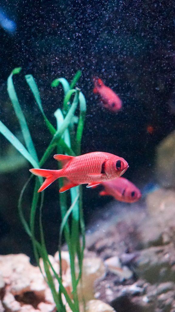 goldfish at blue reef aqaurium