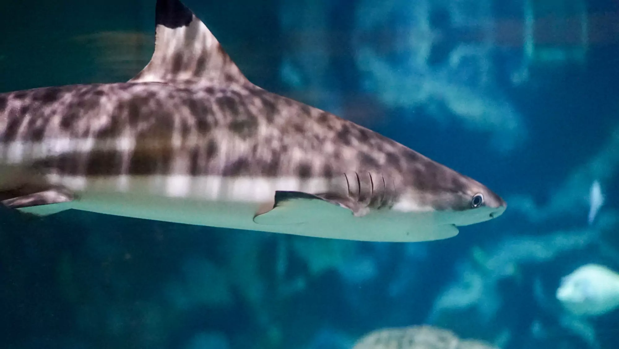 Blue reef aquarium in Cornwall with a shark in the tank