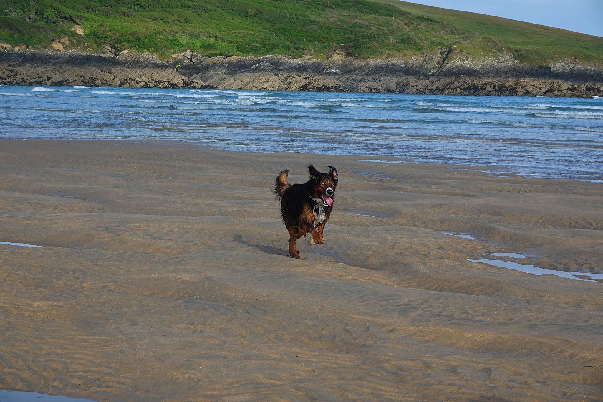 Dog running on Crantock Beach