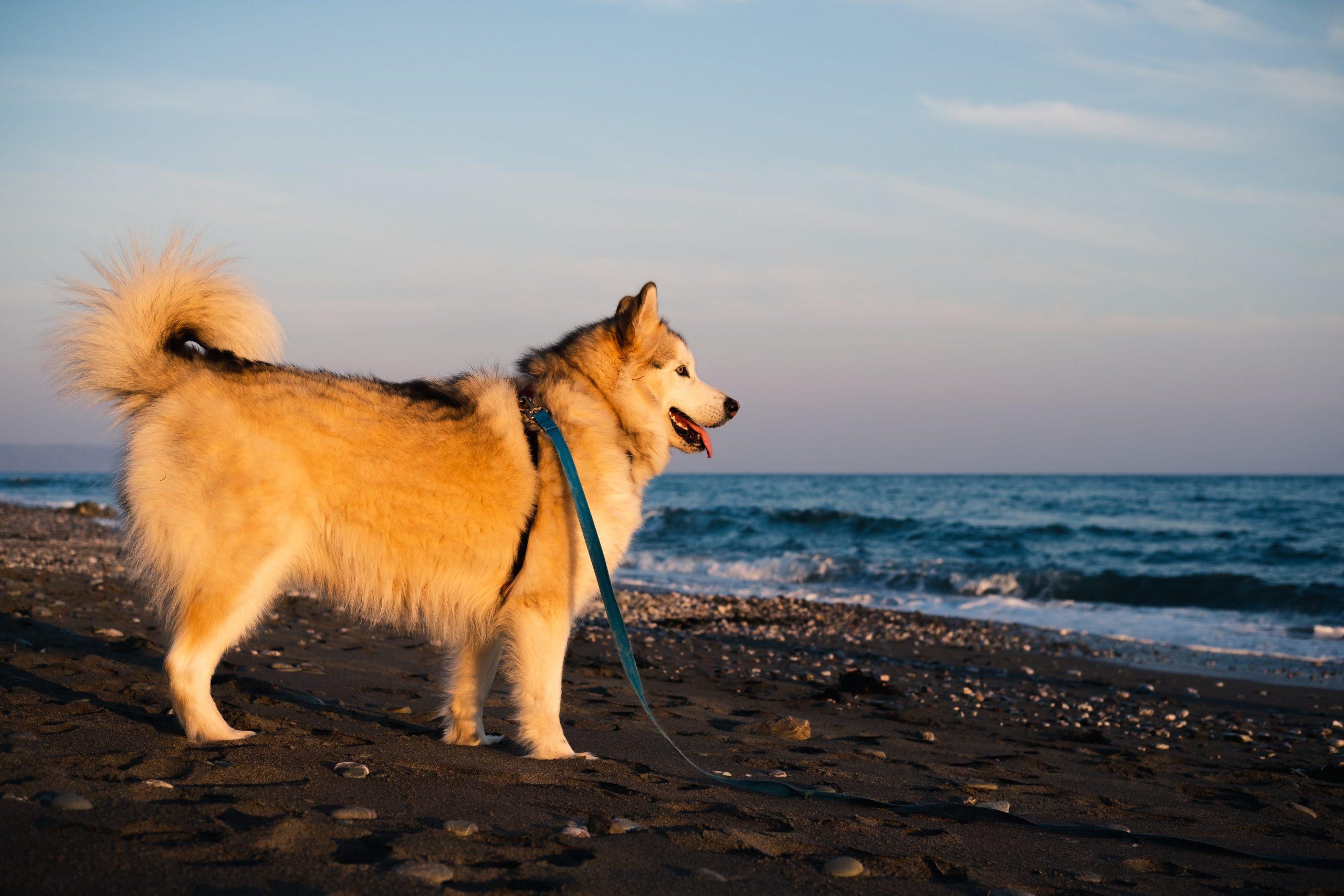 Dog on a Cornwall Beach