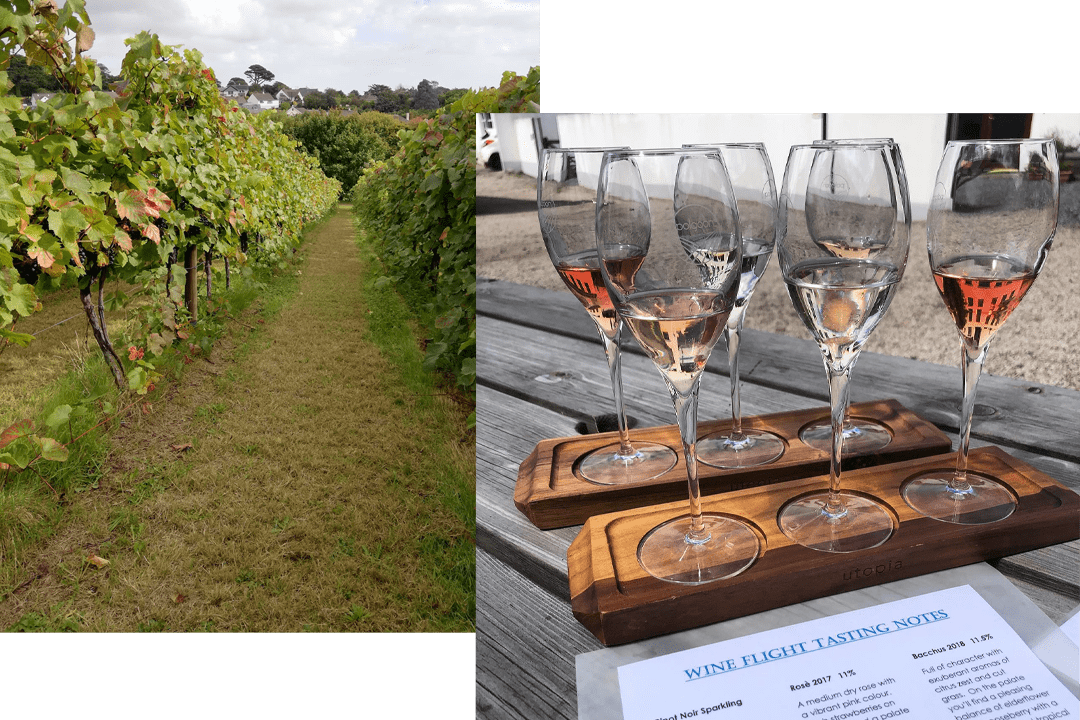 Vineyard and wine tasting glasses at Polgoon Winery