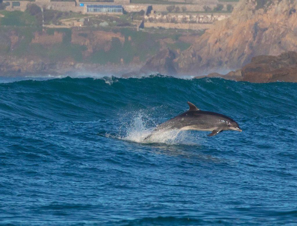 Dolphin in the waves at Sennen