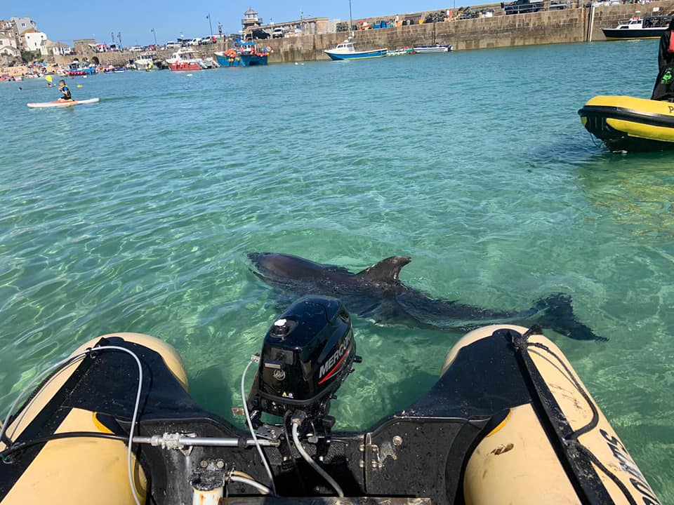 dolphin in st ives harbour
