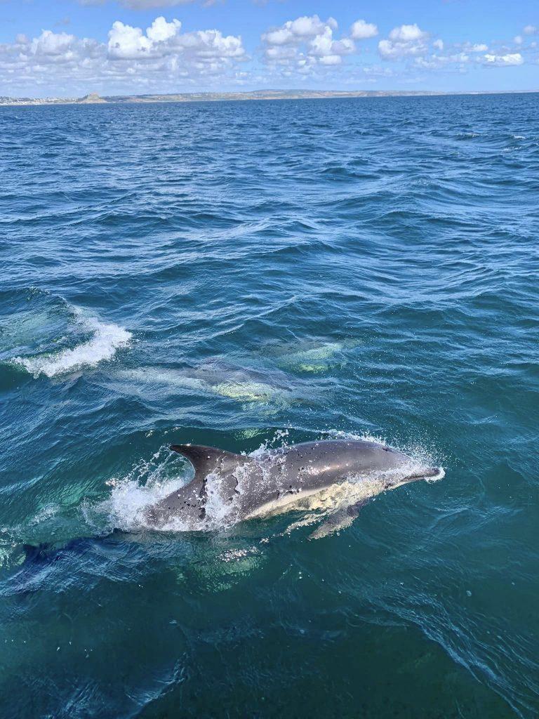 dolphin mounts bay