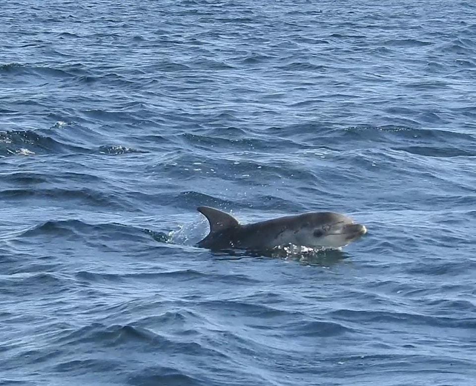 dolphin near padstow