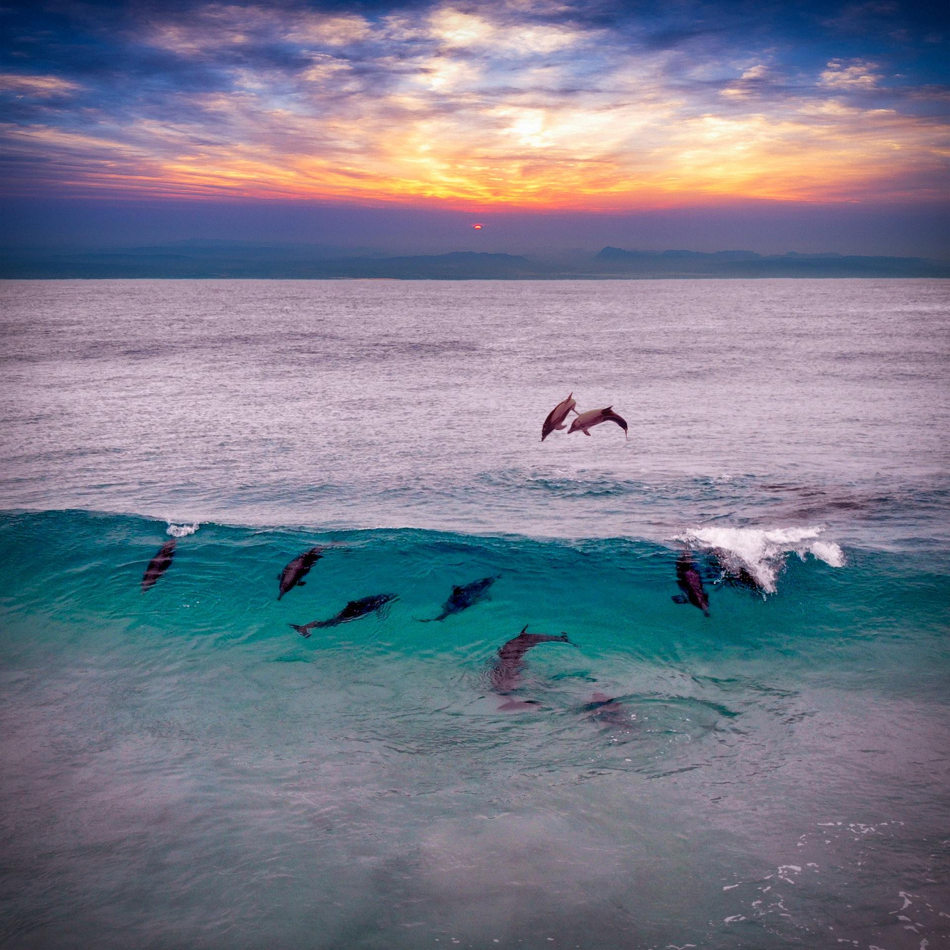 dolphins swimming in the cornwall waves