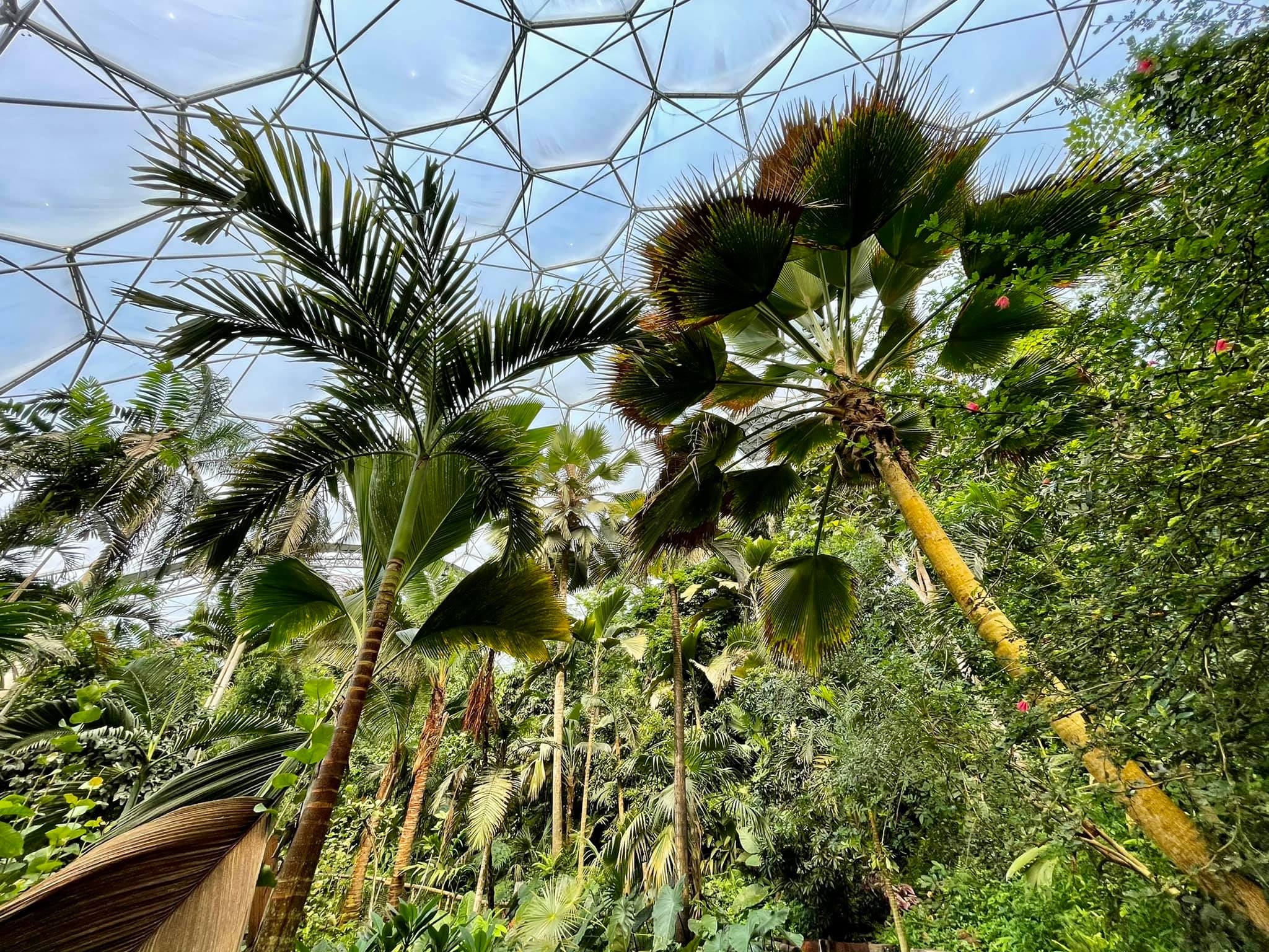 eden project palm trees