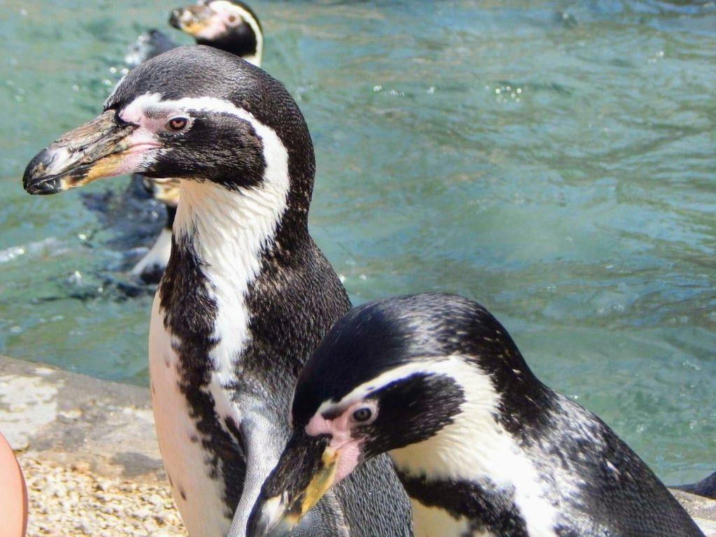 penguins and paradise park