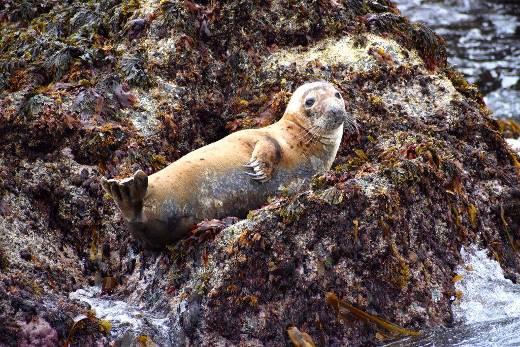seal on the rocks in cornwall