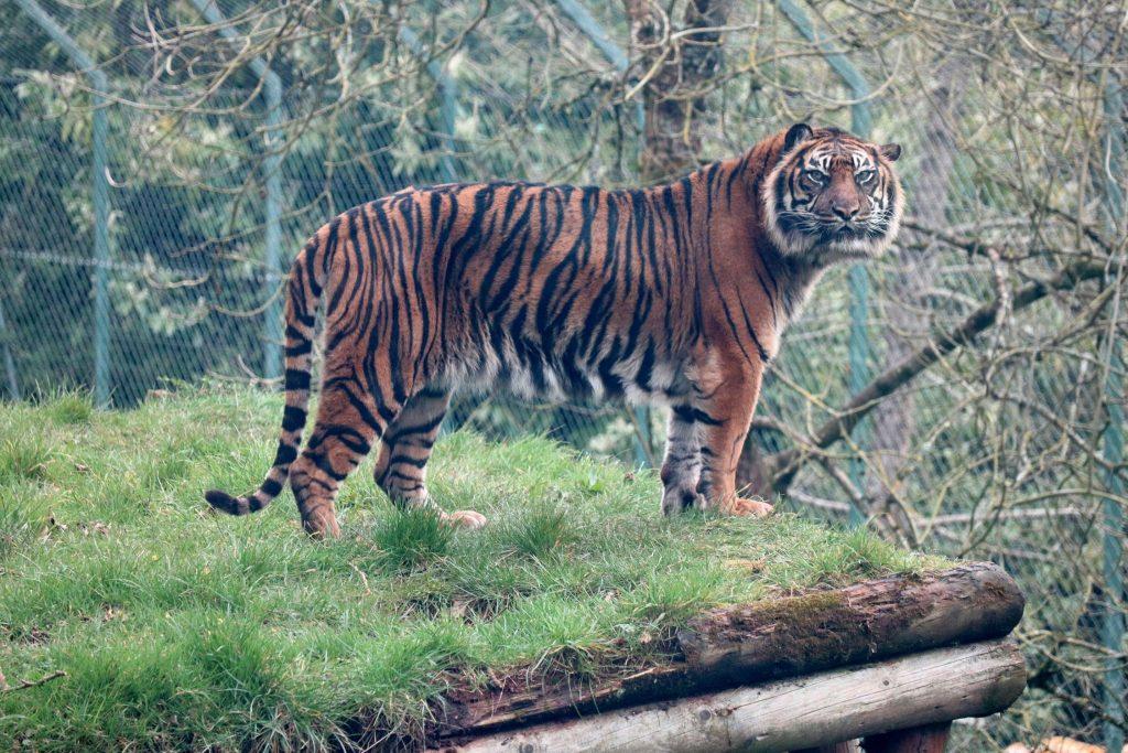 tiger at newquay zoo