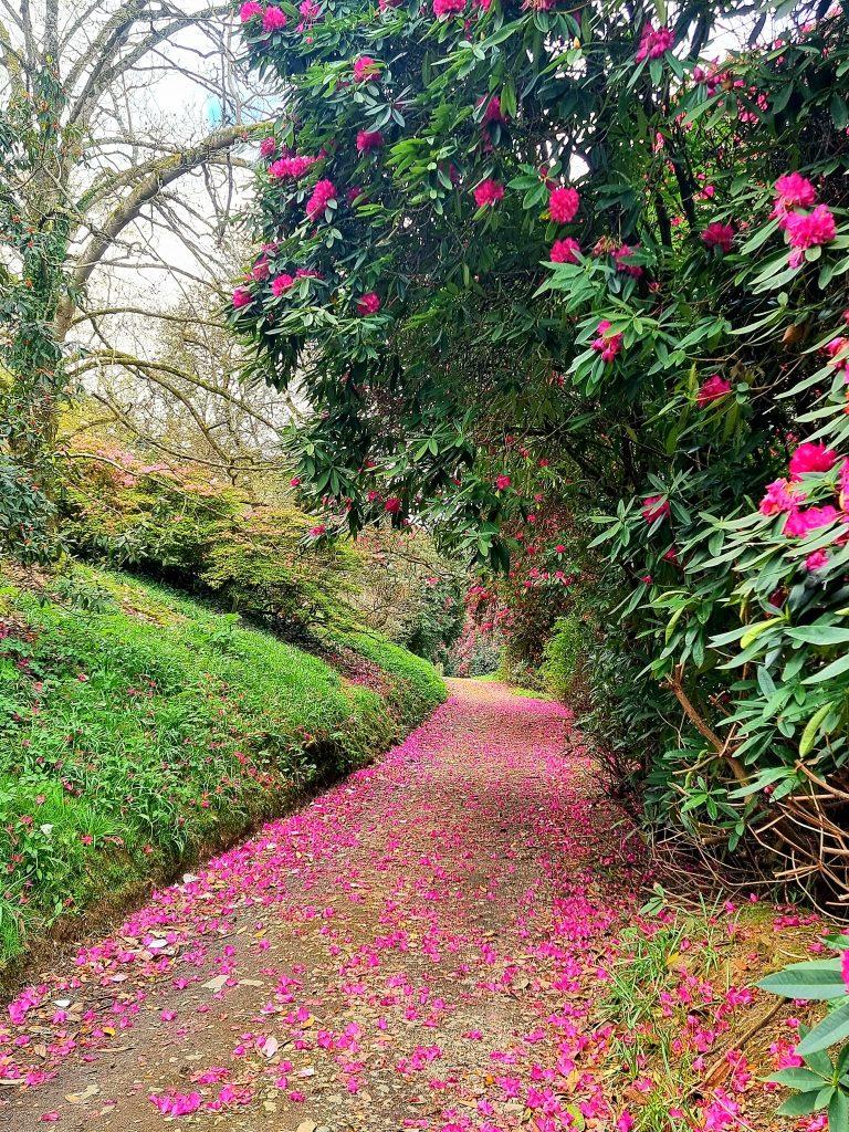 Caerhays garden magnolia flowers on the pathway