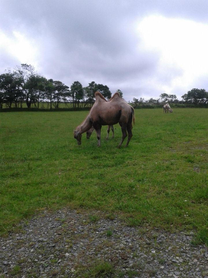 Cornish Camels farm
