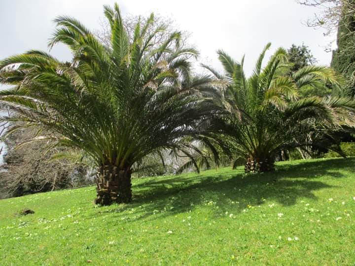 Glendurgan garden palm tree