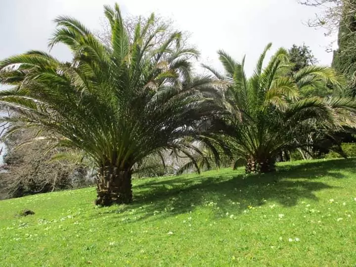 Glendurgan garden palm tree