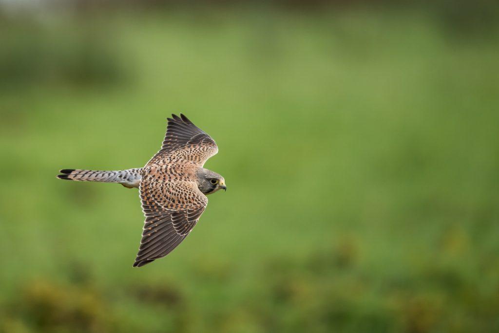 Kestrel flying in Cornwall