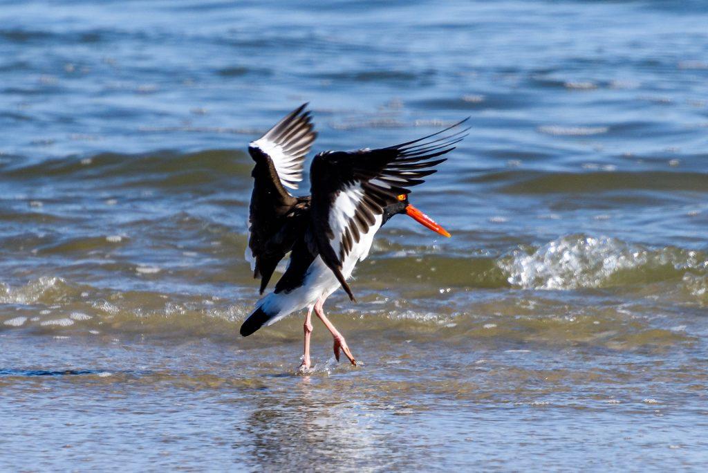 Oystercatchers on the coast of cornwall