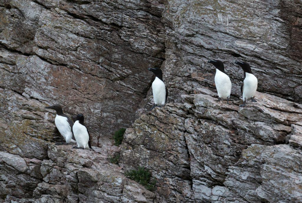 Razorbills on rocks at boscastle