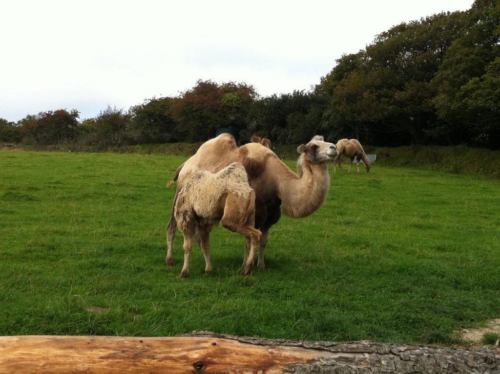 Rosuick Organic Farm camels