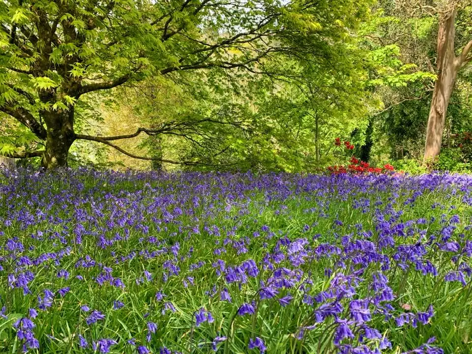 Trelissick Gardens bluebells