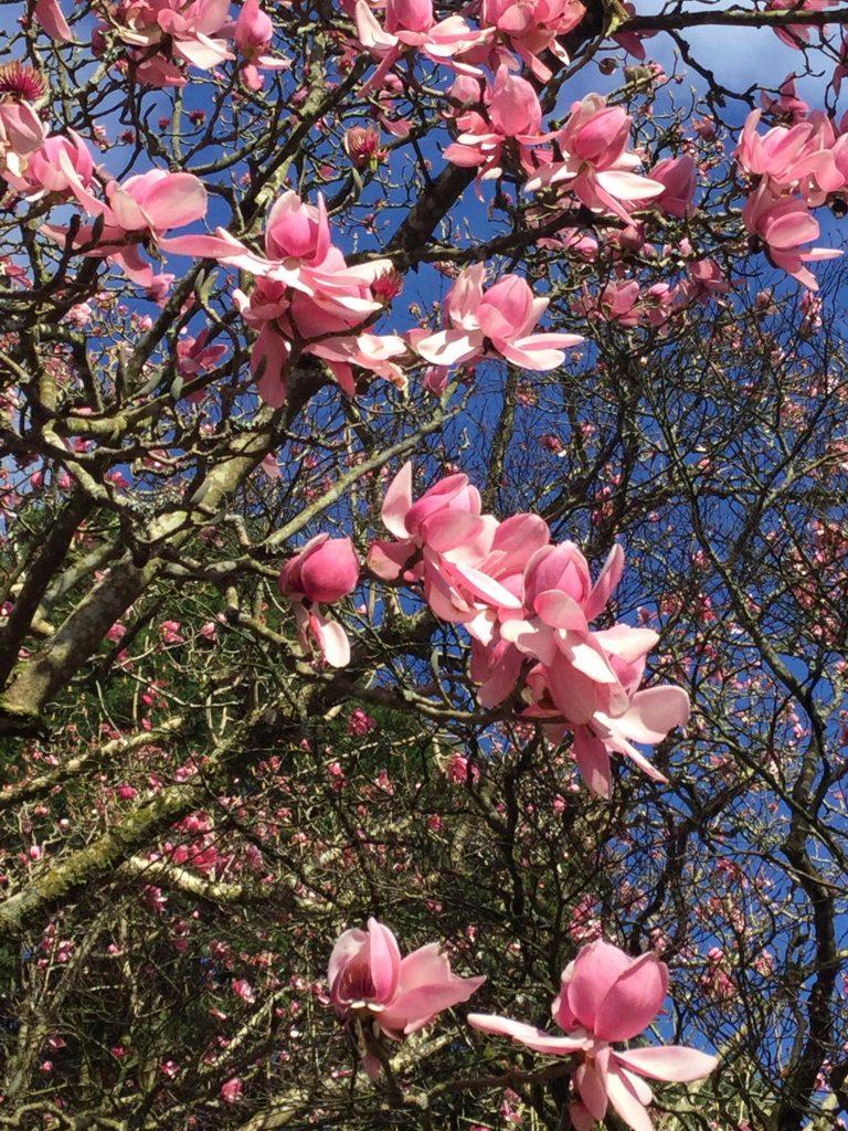 Trengwainton magnolias on a tree