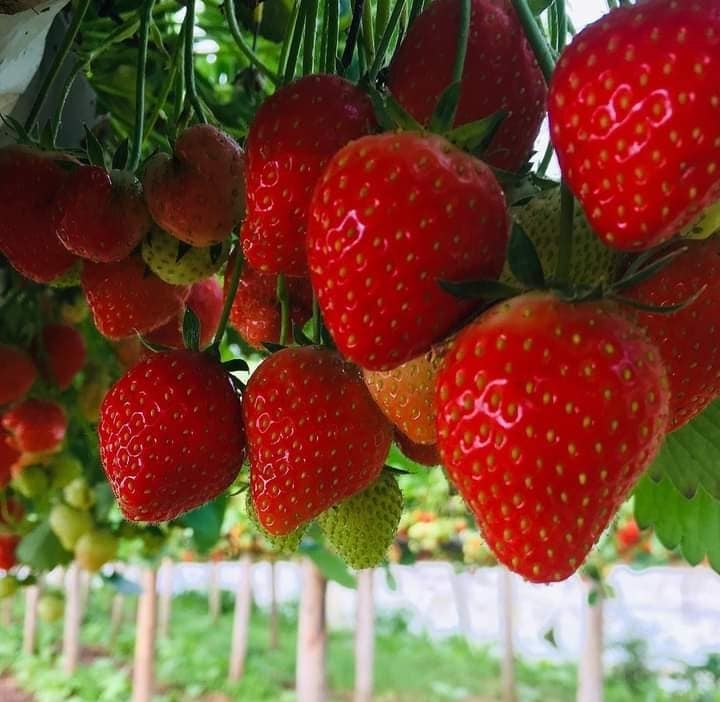 Trevaskis Farm strawberries