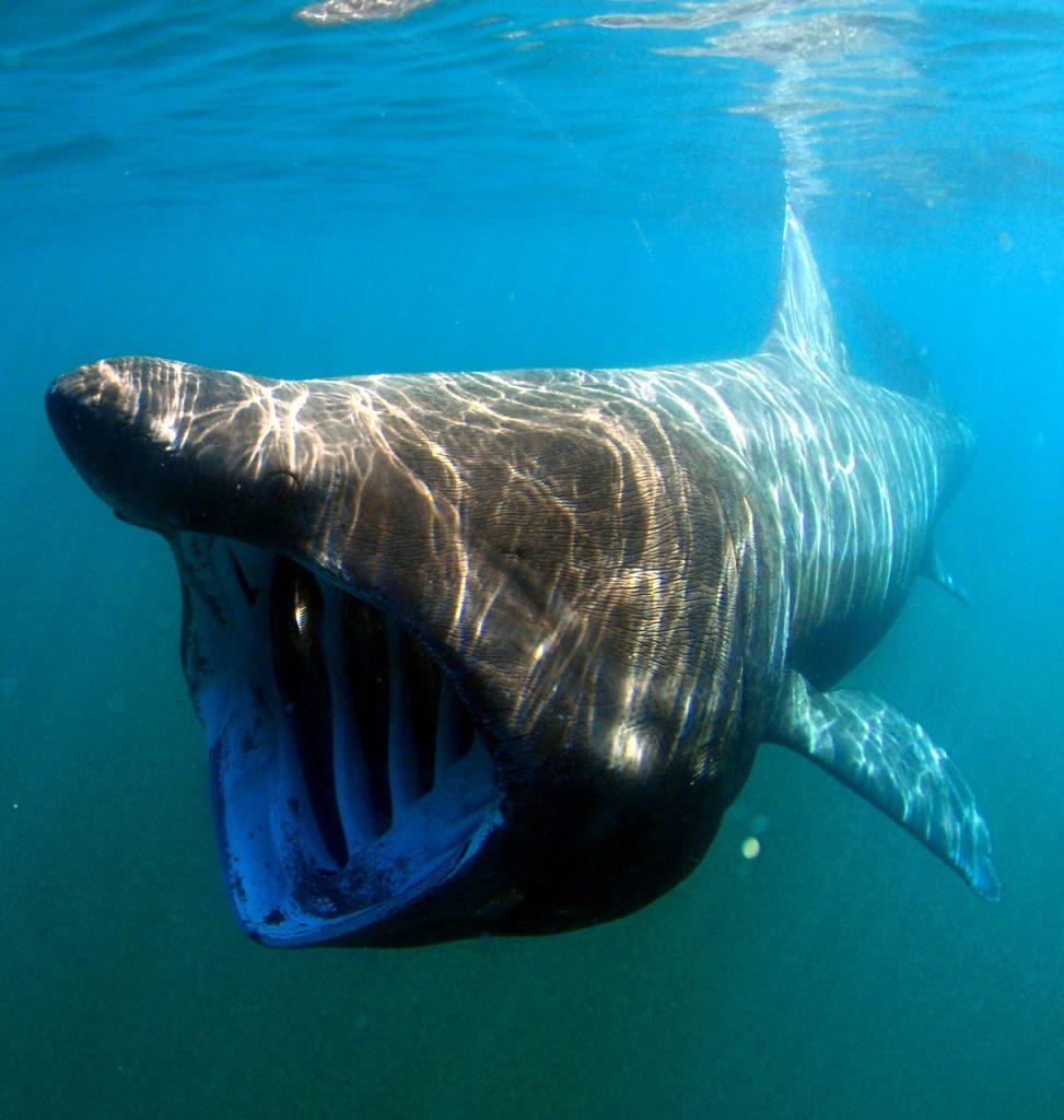 basking shark in cornwall with mouth open