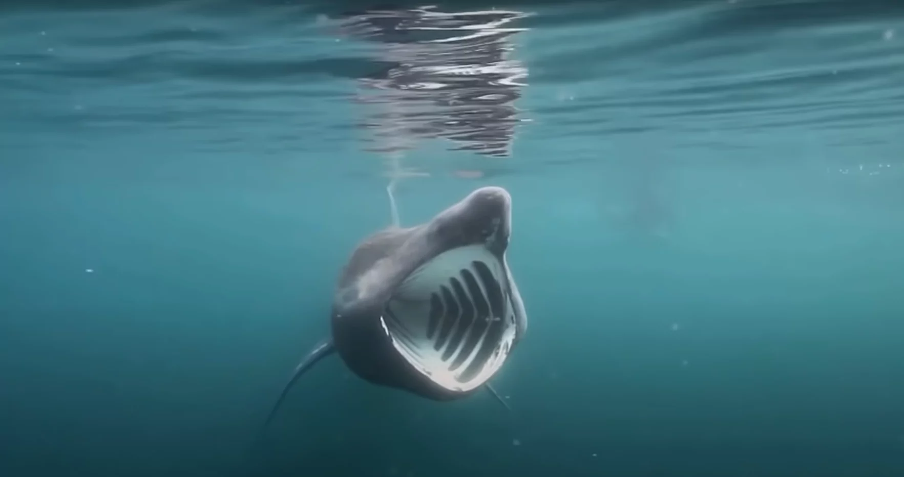 basking shark mouth wide open near Cornwall