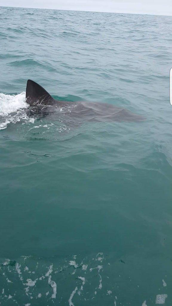 basking shark spotted near newquay