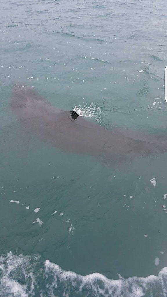 basking shark in newquay waters