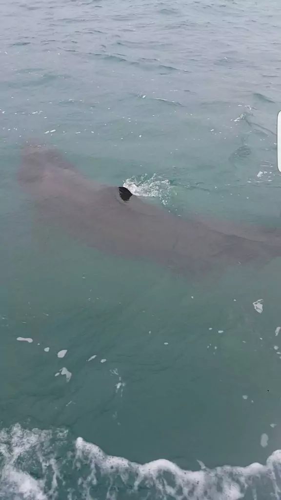 basking shark in newquay waters
