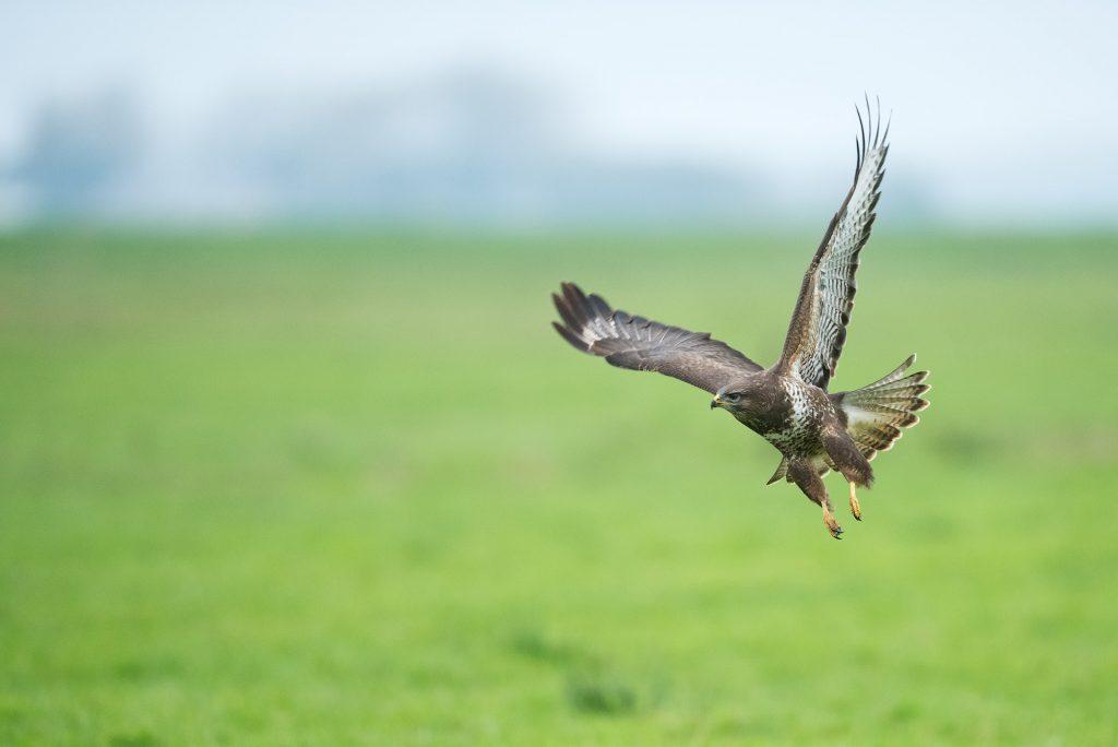 buzzard in a cornwall field