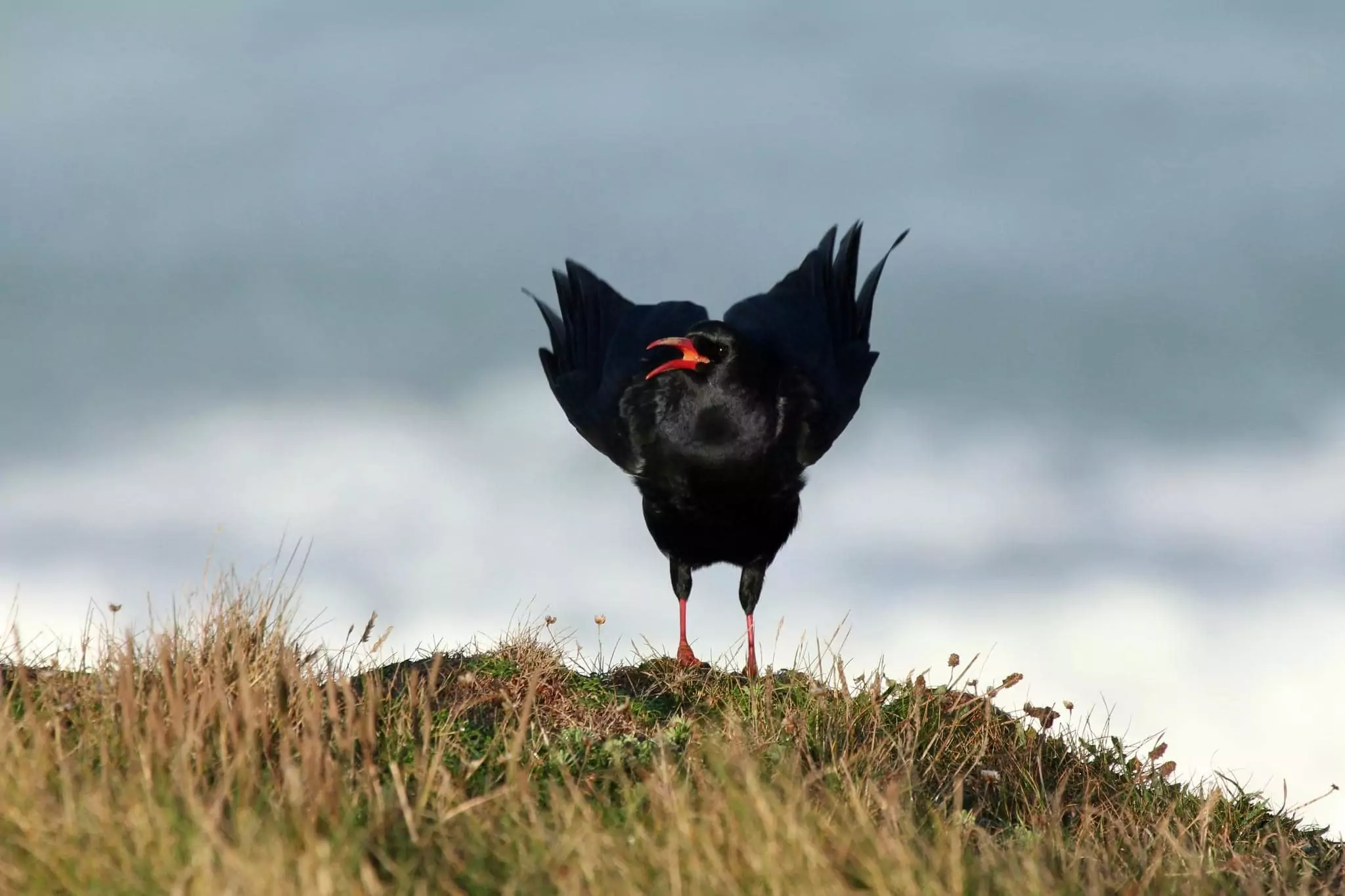 chough on the Cornwall north coast