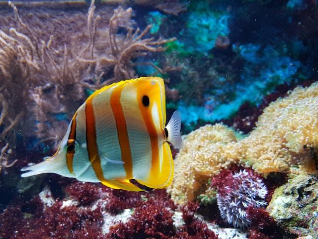 yellow fish in an aquarium