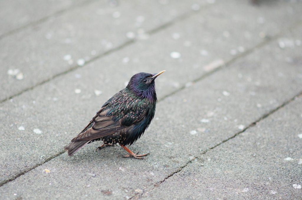 starling on the pavement of St Ives