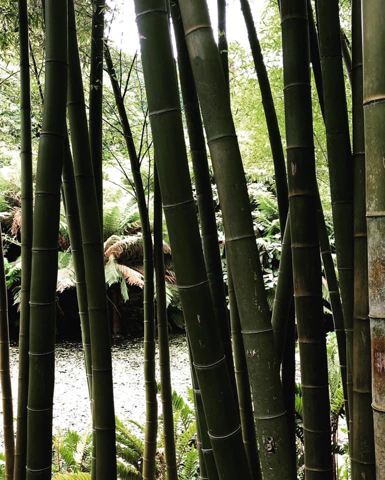 Thick bamboo at trebah Gardens