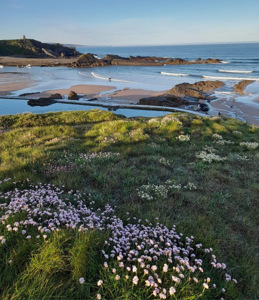 flowers on the cliffs of bude with beach below