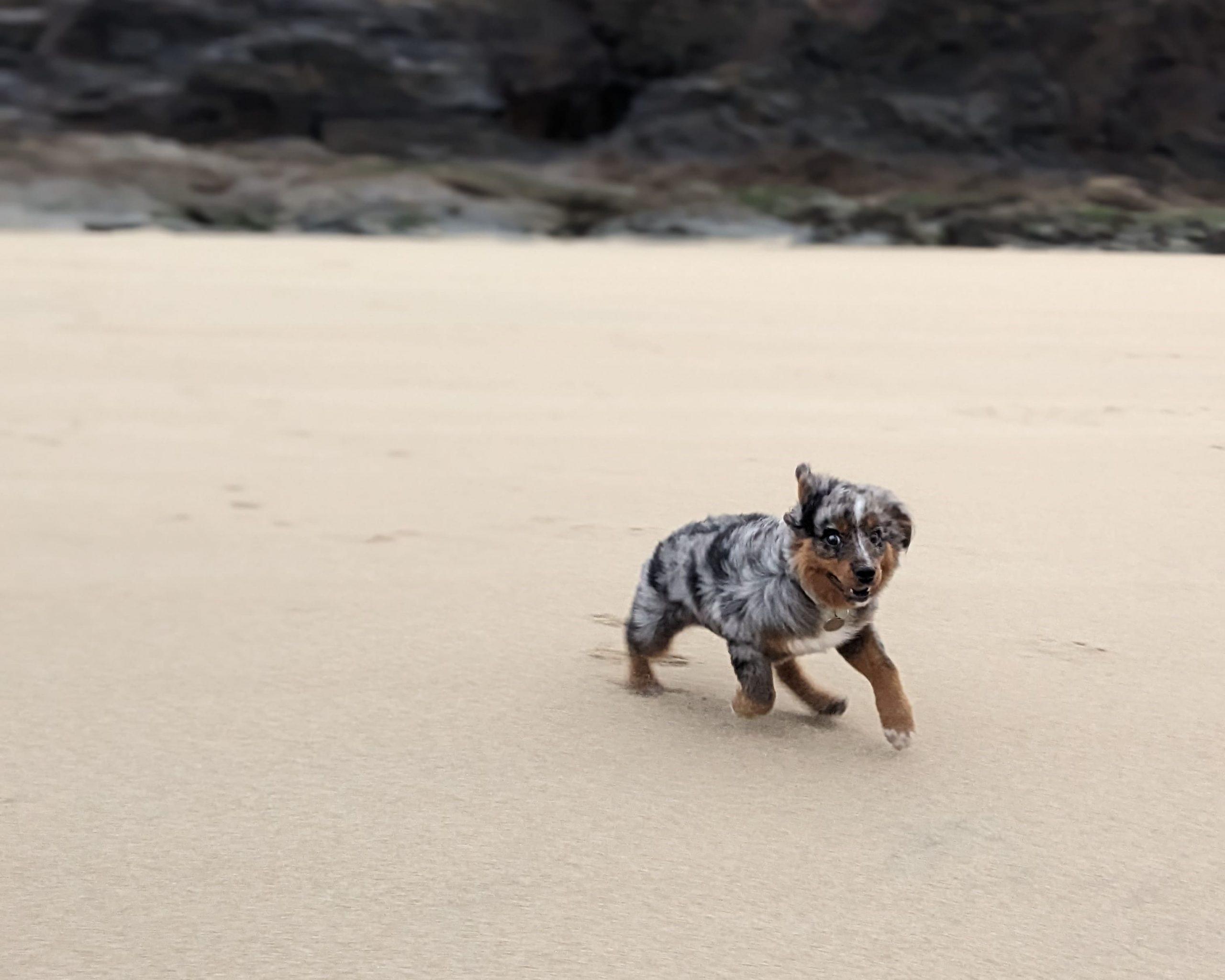 Lennie my Mini Australian Shepherd dog on a beach in Cornwall