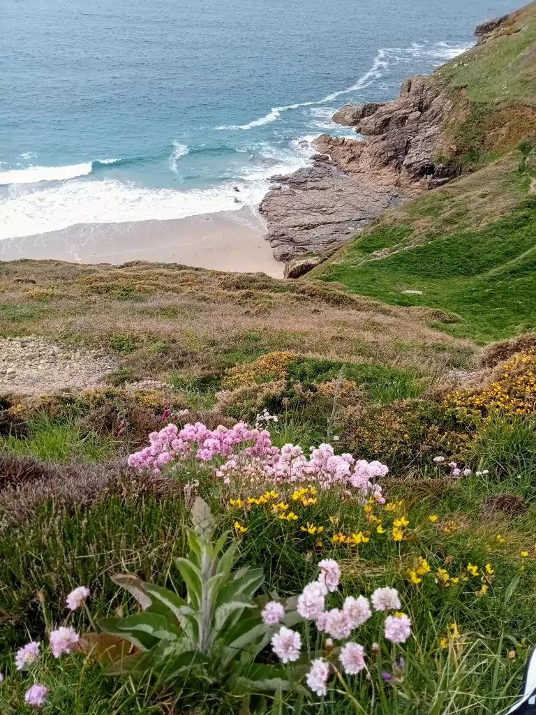 rinsey cove